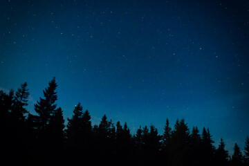 Fototapeta Night forest with pine trees, dark night sky and many stars. Night forest landscape obraz