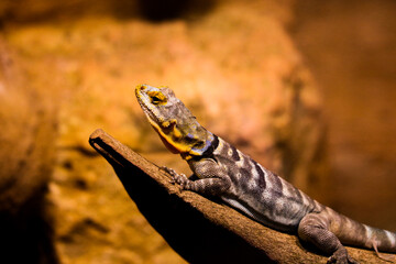 Fototapeta premium lizard reptile on a stone