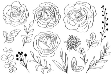 hand drawn rose and leaves floral isolated clipart