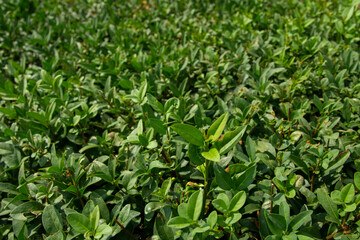 green grass background