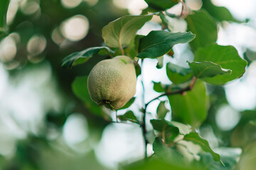 Branch of a tree with green quince fruits and leaves