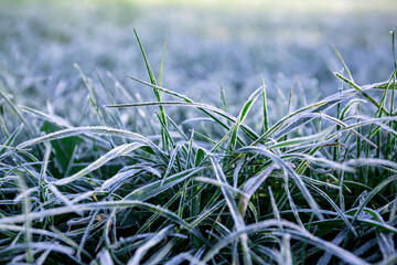 Morning dew froze on a green grass. First frost. Preparing the lawn for wintering. Close-up. Copy space. Banner. Late autumn. Conceptual background of weather forecast. Nature detail. Winter season