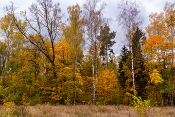 Jesienny las, Podlasie, Polska