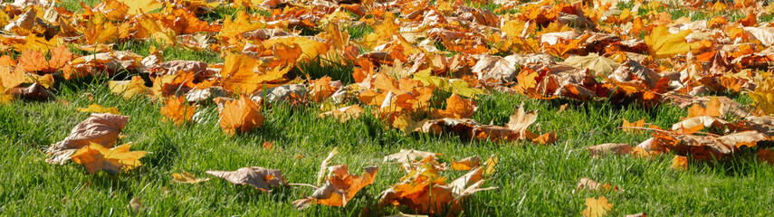 Green grass in red, yellow and orange fallen maple leaves. Beautiful lawn after the last autumn mow...