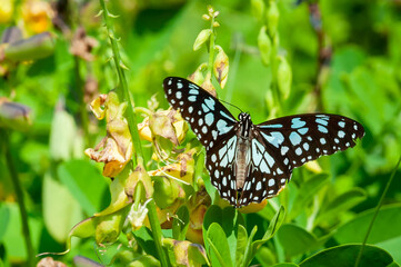 butterfly on a greenfield