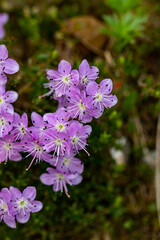 Rhodothamnus chamaecistus flower in mountains, macro