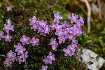 Rhodothamnus chamaecistus flower in mountains, close up