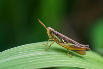 grasshopper on a leaf