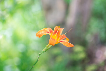 Beautiful lily flower on a background of green leaves. Lily flowers in the garden. Background texture with burgundy buds. Image of a flowering plant with crimson flowers of a varietal lily.