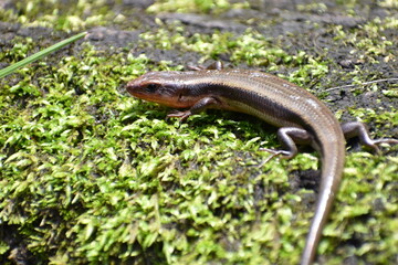 ヒガシニホントカゲ（埼玉県長瀞町）③