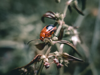 ladybug on a leaf