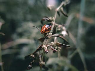 Black and orange bug on green plant