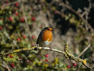 robin (Erithacus rubecula)