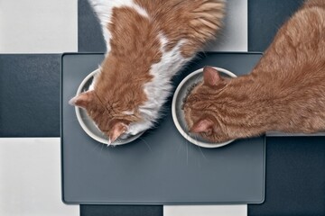 Two cats eating food, seen directly from above.