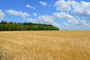 wheat field and sky