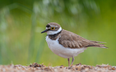 Charadrius dubius (little-ringed plover) posting in nature of Turkey