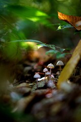 Champignons forêt humide automne - nature biodiversité