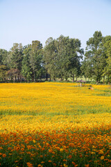 황화 코스모스 cosmos