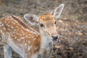 A cute young deer or antelope with natural environment background. Animal in nature portrait photo. Selective focus on face and eyes.