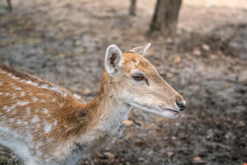 A cute young deer or antelope with natural environment background. Animal in nature portrait photo. Selective focus on face and eyes.