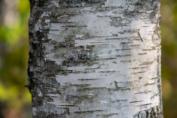 closeup of birch bark texture in the forest
