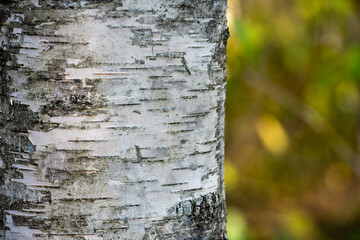 closeup of birch bark texture in the forest