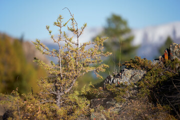 Small yellow larch tree on stones. Altai, Siberia, Russia