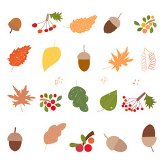 autumn foliage and berryes isolated vector illustration set
