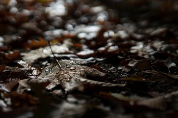 close up of a leaf