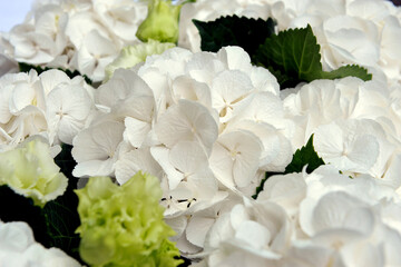 Close up of white hydrangea in bouquet 
