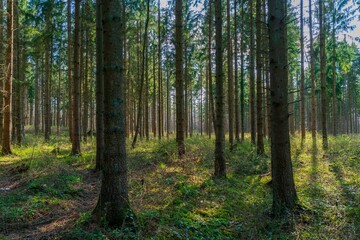 trees in the forest