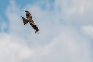 eagle in the sky