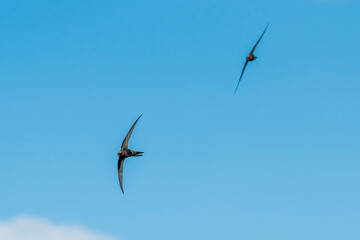 bird in the sky