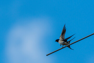 bird in the sky