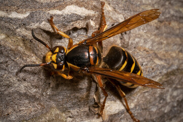The median wasp (Dolichovespula media) macro. Wasp on the nest surface. Top view. Place for text.