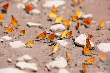 Butterfly on a flower. A flock of butterflies by the water. Colorful spring background with copy space. Spring and ecology concept.