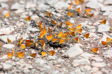 Butterfly on a flower. A flock of butterflies by the water. Colorful spring background with copy space. Spring and ecology concept.