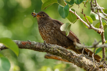Common blackbird with caught insects - female