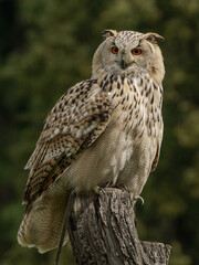 Eurasian eagle-owl (Bubo bubo sibiricus)