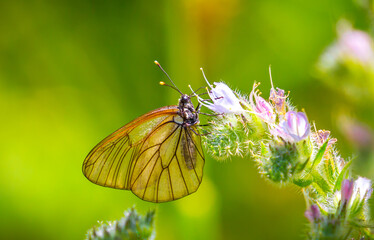 Butterfly on a flower. A flock of butterflies by the water. Colorful spring background with copy space. Spring and ecology concept.
