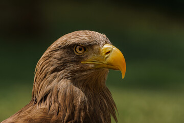 White-tailed eagle portrait - head and beak