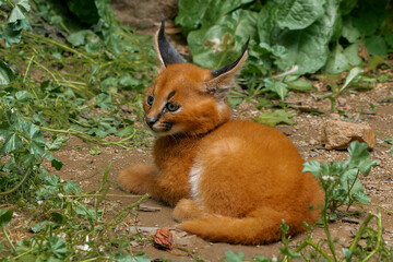 Young Caracal kitty lying on the ground