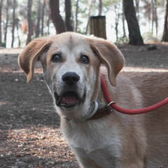 perro mastin español en un bosque en una dehesa al aire libre