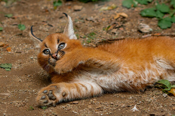 Laying young Caracal kitty