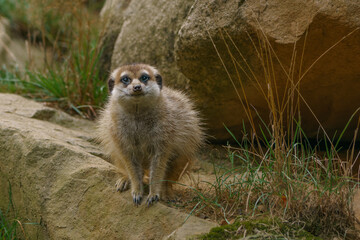 Fototapeta premium Young meerkat siting on the rock