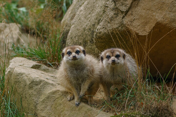 Two young meerkat siting on the rock