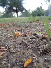 autumn leaves on the ground