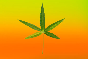 Green cannabis leaves isolated on Color green, yellow red. Growing medical marijuana