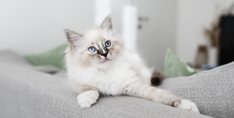 White ragdoll puppy on the sofa © francescosgura