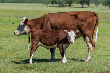 Naklejka na ściany i meble Cattle in Argentine countryside,La Pampa Province, Argentina.